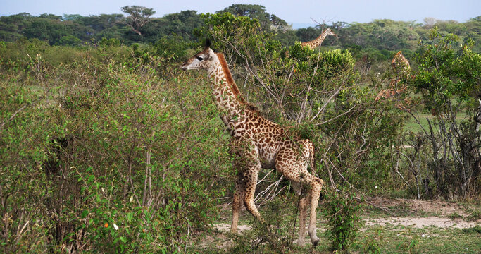 Masai Giraffe, giraffa camelopardalis tippelskirchi, Adult standing in Savanna, Masai Mara Park in Kenya