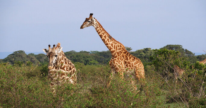 Masai Giraffe, giraffa camelopardalis tippelskirchi, Adults in the Bush, standing in Savanna, Masai Mara Park in Kenya