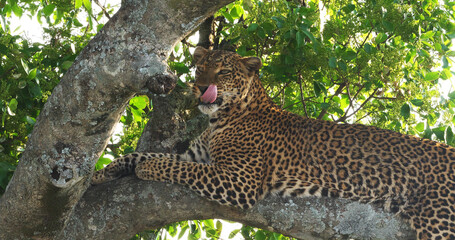 Fototapeta na wymiar Leopard, panthera pardus, Adult standing in Tree, Masai Mara Park in Kenya