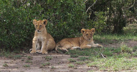 African Lion, panthera leo, Cubs playing, Masai Mara Park in Kenya