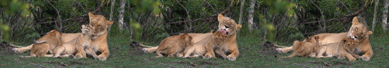 African Lion, panthera leo, Mother and Cub, Masai Mara Park in Kenya