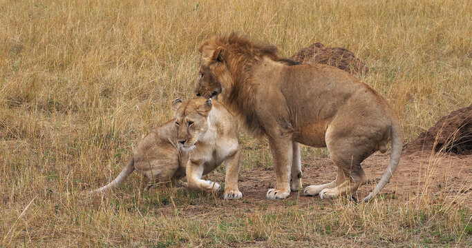 African Lion, panthera leo, Pair Mating, Masai Mara Park in Kenya