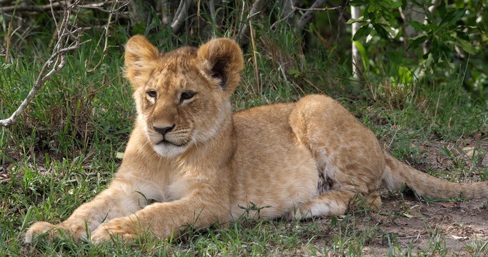 African Lion, panthera leo, cub laying down looking around, Masai Mara Park in Kenya