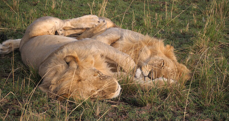 African Lion, panthera leo, Young Males, Masai Mara Park in Kenya