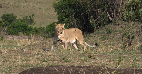 Naklejka na ściany i meble African Lion, panthera leo, Mother carrying Cub in its Mouth, Masai Mara Park in Kenya
