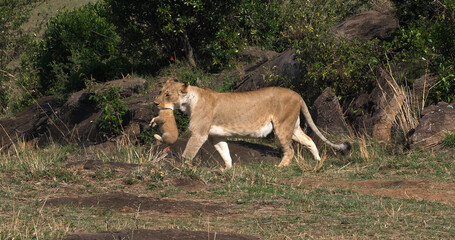 African Lion, panthera leo, Mother carrying Cub in its Mouth, Masai Mara Park in Kenya