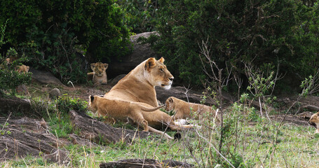 Naklejka na ściany i meble African Lion, panthera leo, Mother and Cub, Masai Mara Park in Kenya