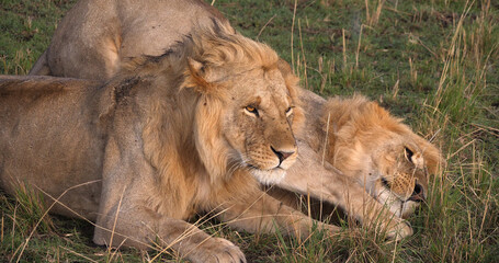 African Lion, panthera leo, Young Males, Masai Mara Park in Kenya