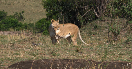 Naklejka na ściany i meble African Lion, panthera leo, Mother carrying Cub in its Mouth, Masai Mara Park in Kenya