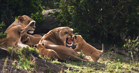 African Lion, panthera leo, Mother and Cubs, Masai Mara Park in Kenya