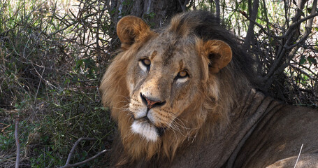 African Lion, panthera leo, Portrait of Male, Masai Mara Park in Kenya