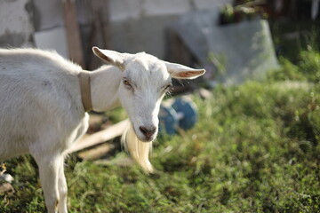 Fototapeta premium goat on the farm