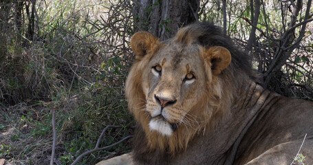 African Lion, panthera leo, Portrait of Male, Masai Mara Park in Kenya