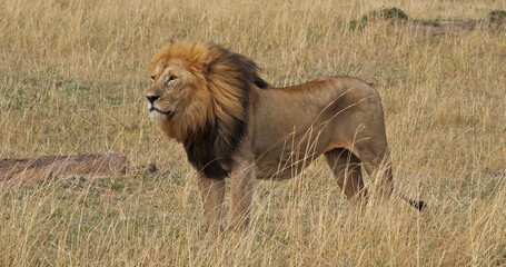 African Lion, panthera leo, Male standing in Long Grass, Masai Mara Park in Kenya