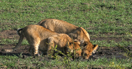 African Lion, panthera leo, cubs playing, Masai Mara Park in Kenya