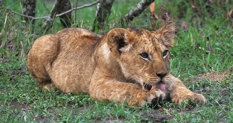 African Lion, panthera leo, Cub in the Bush, Masai Mara Park in Kenya