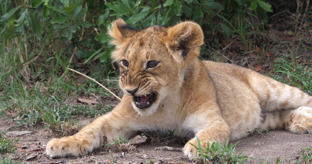 Naklejka na ściany i meble African Lion, panthera leo, Cub in the Bush, Masai Mara Park in Kenya