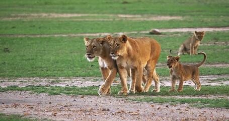 African Lion, panthera leo, Mother and Cubs, Masai Mara Park in Kenya