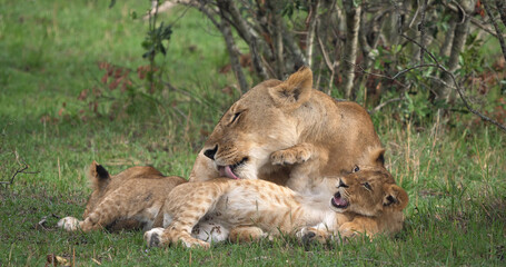 African Lion, panthera leo, Mother Licking Cub, Masai Mara Park in Kenya