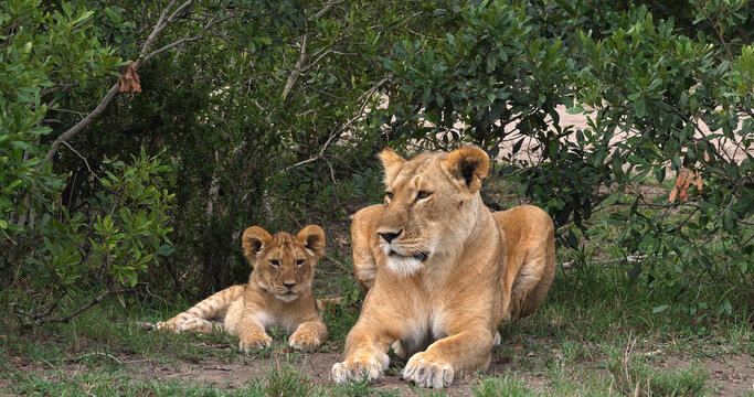 African Lion, panthera leo, Mother and Cub, Masai Mara Park in Kenya