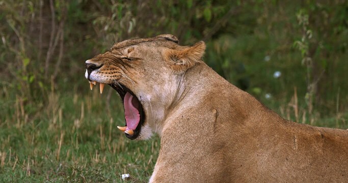 African Lion, panthera leo, Female in the bush, Yawning, Masai Mara Park in Kenya