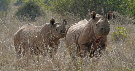 Black Rhinoceros, diceros bicornis, Female with Calf, Masai Mara Park in Kenya
