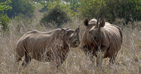 Fototapeta premium Black Rhinoceros, diceros bicornis, Female with Calf, Masai Mara Park in Kenya