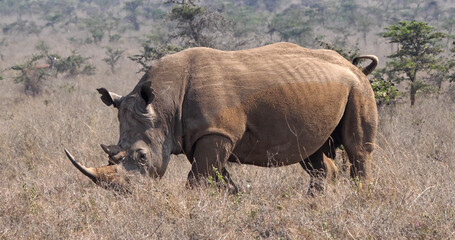 Fototapeta premium White Rhinoceros, ceratotherium simum, Female walking, Nairobi Park in Kenya.