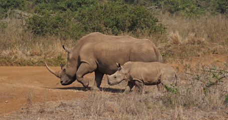 Obraz premium White Rhinoceros, ceratotherium simum, Mother and Calf, Nairobi Park in Kenya