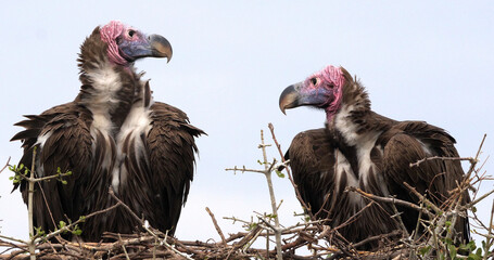 Lappet Faced Vulture, torgos tracheliotus, Pair standing on Nest Masai Mara Park in Kenya