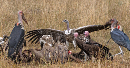 African White Backed Vulture, gyps africanus, Ruppell's Vulture, gyps rueppelli, Lappet Faced Vulture, torgos tracheliotus, Marabou Stork, leptoptilos crumeniferus, Masai Mara Park in Kenya