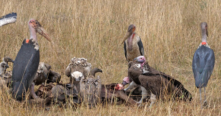 African White Backed Vulture, gyps africanus, Ruppell's Vulture, gyps rueppelli, Lappet Faced Vulture, torgos tracheliotus, Marabou Stork, leptoptilos crumeniferus, Masai Mara Park in Kenya