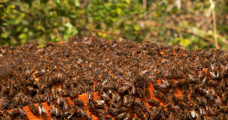 |European Honey Bee, apis mellifera, Black Bees standing at hive entrance, Return Of Boot,, Bee...