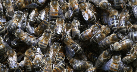 European Honey Bee, apis mellifera, Bees working on alveolus, Normandy