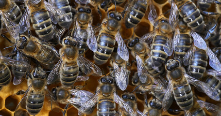 |European Honey Bee, apis mellifera, Black Bees on Brood Ray, Bee Hive in Normandy