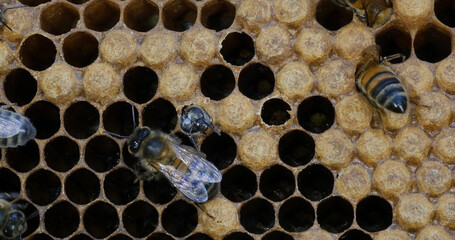 |European Honey Bee, apis mellifera, Emergence of a Bee, Bee Hive in Normandy