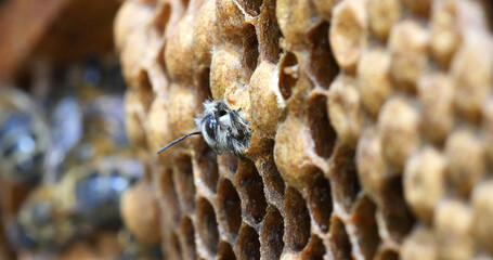 |European Honey Bee, apis mellifera, Emergence of a Bee, Bee Hive in Normandy