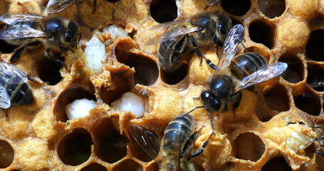 |European Honey Bee, apis mellifera, Alveolus with Larvaes, Bee Hive in Normandy