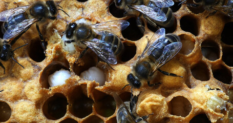 |European Honey Bee, apis mellifera, Alveolus with Larvaes, Bee Hive in Normandy