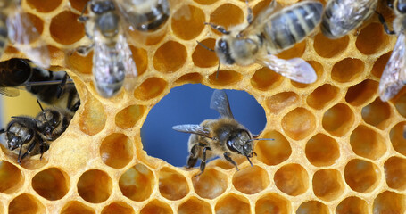 European Honey Bee, apis mellifera, Bees on a frame with a hole in alveolus, Normandy