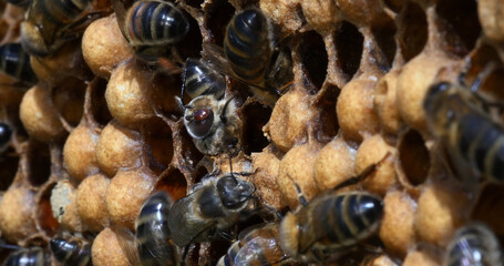 |European Honey Bee, apis mellifera, Emergence of a Male with a Varrao Parasite on the Head, Bee Hive in Normandy