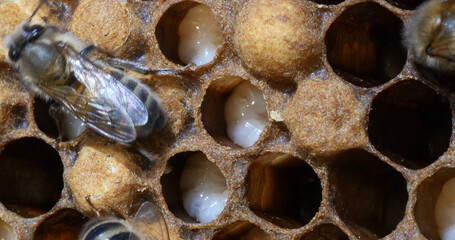 European Honey Bee, apis mellifera, Bees on Males Brood, Bee Hive in Normandy