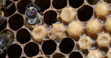 |European Honey Bee, apis mellifera, Emergence of a Male with a Varrao Parasite on the Head, Bee...