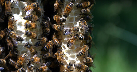 |European Honey Bee, apis mellifera, Bees on a wild Ray, Bees working on Alveolus, Wild Bee Hive in...