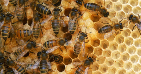 |European Honey Bee, apis mellifera, Bees on a wild Ray, Bees working on Alveolus, Wild Bee Hive in...