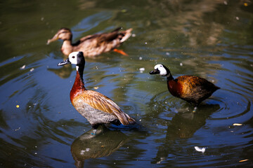 white faced whistling duck enjoying the water