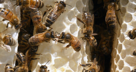 |European Honey Bee, apis mellifera, Bees on a wild Ray, Bees working on Alveolus, Wild Bee Hive in...