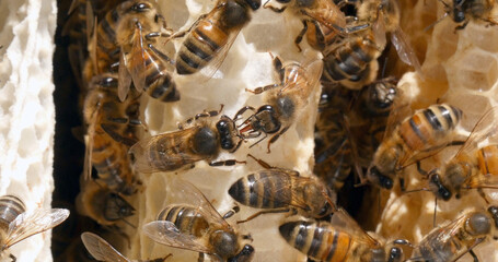 |European Honey Bee, apis mellifera, Bees on a wild Ray, Bees working on Alveolus, Wild Bee Hive in...