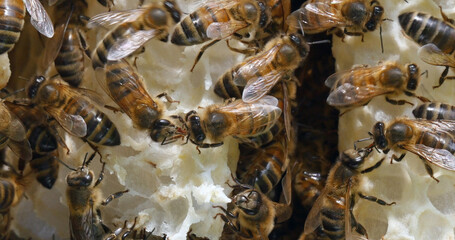 |European Honey Bee, apis mellifera, Bees on a wild Ray, Bees working on Alveolus, Wild Bee Hive in...