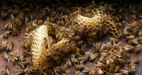 |European Honey Bee, apis mellifera, Bees on a wild Ray, Bees working on Alveolus, Wild Bee Hive in...